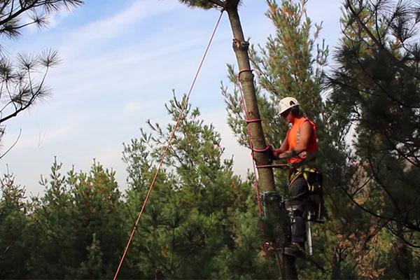 man climbing a tree