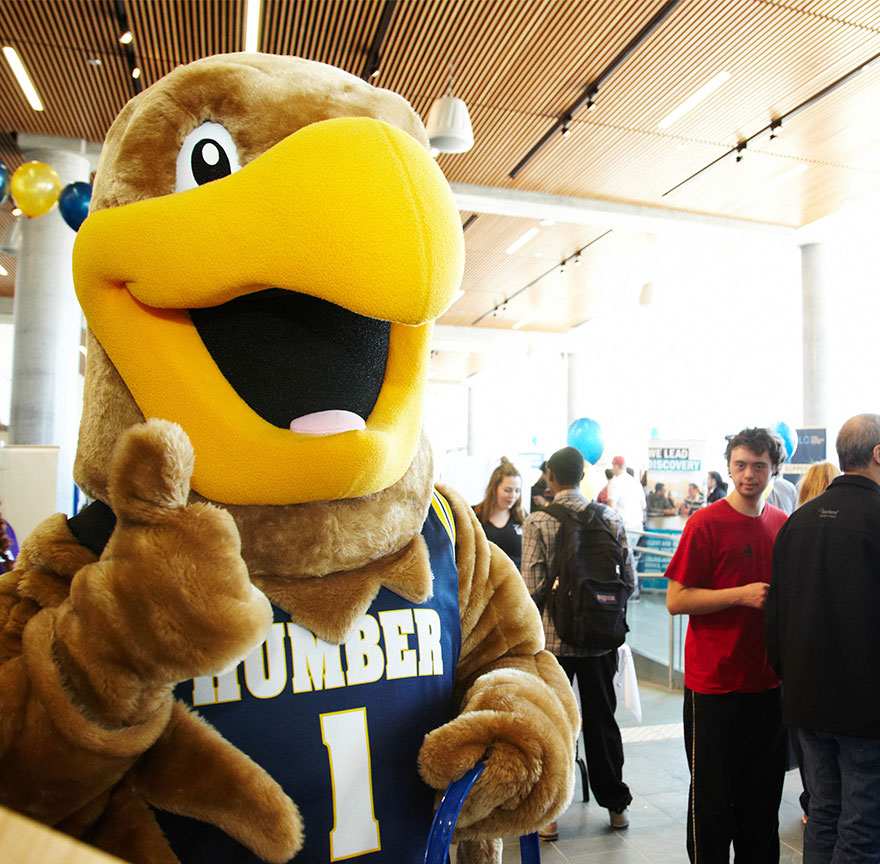 Howie the hawk